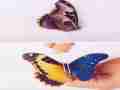 Morpho rhetenor bilateral gynandromorph (Internet Image property of respective owner, non-commercial use only)